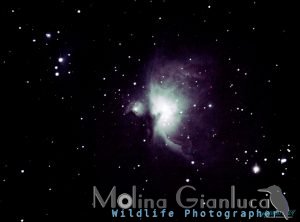 M42 elaborata