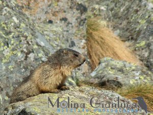 Marmotta ambientata